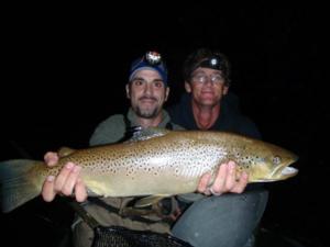 big brown trout